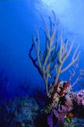 Hard and soft corals, shot in the Bahamas. Nikonos V, 20m... by Matthew Shanley 
